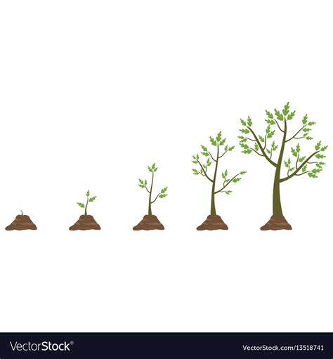 Tree life cycle Royalty Free Vector Image - VectorStock