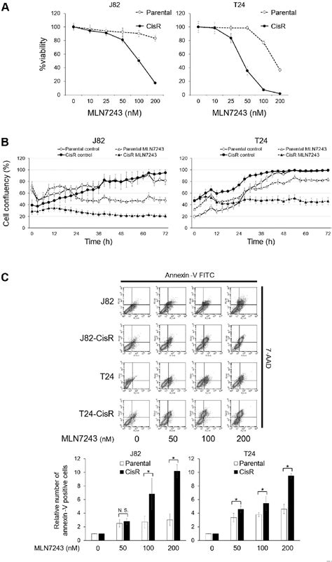 Figure 1 from Ubiquitin-proteasome System Is a Promising Target for ...