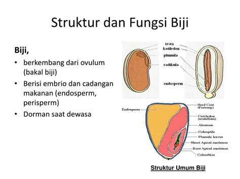 Struktur Biji Benih Dan Fungsinya Keyboard Symbols - IMAGESEE