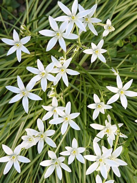 Star Of Bethlehem Flower Essence – Beautiful Flower Arrangements and ...