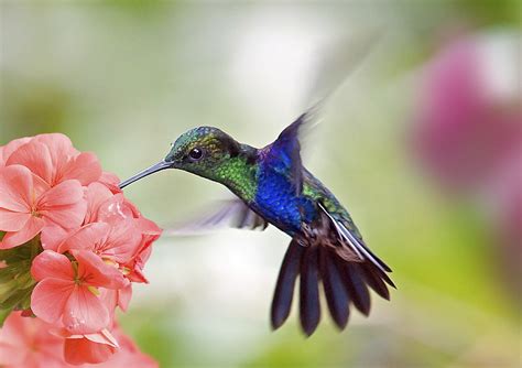 Do Hummingbirds Pollinate? - Birdwatching Buzz