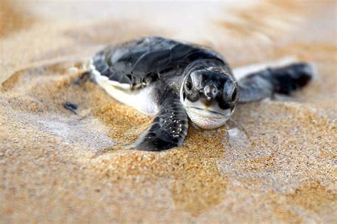 Animal facts: Turtles