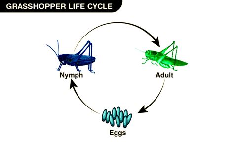 Grasshopper Life Cycle: Stages, Diagram & FAQs