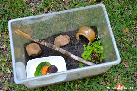 Keeping Pet Snails: Everything you need to know about their care! | Pet ...