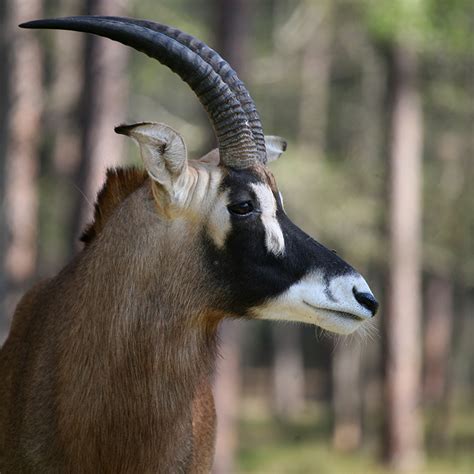 Roan Antelope - White Oak Conservation