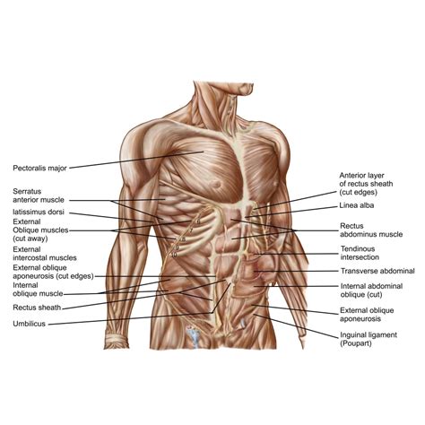 Anatomy of human abdominal muscles Poster Print (8 x 10) - Walmart.com ...