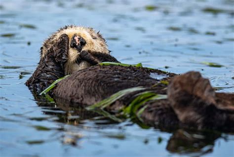 Sea Otters and Their Sleeping Behavior (How Do They Remain in Place as ...