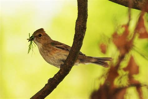 Female Indigo Bunting with a snack - Pentax User Photo Gallery