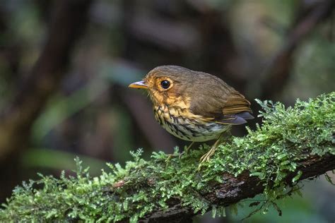 Ecuador Birding Tours - Ecuador Birdwatching Tours - Birdquest