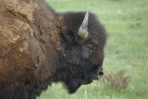 Yellowstone Bison - Western Watersheds Project