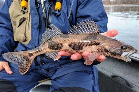 Sauger Fish Info, Habitat, Fishing Tips & More! - FishRook