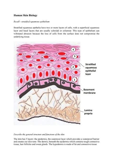 Stratified Squamous Epithelium Labeled Diagram