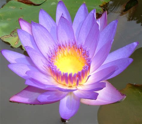 Lotus Flower Quotes. QuotesGram