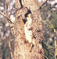 Cottonwood/Canker Diseases - Bugwoodwiki