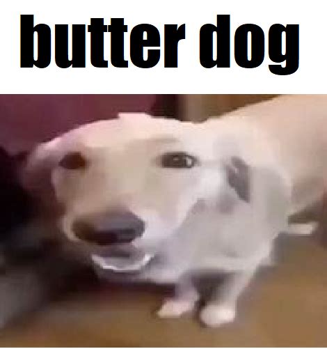 butter dog : r/memes