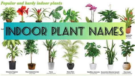 Indoor Plant Pictures And Names ~ Plants Indoor People Plant Green Lazy ...