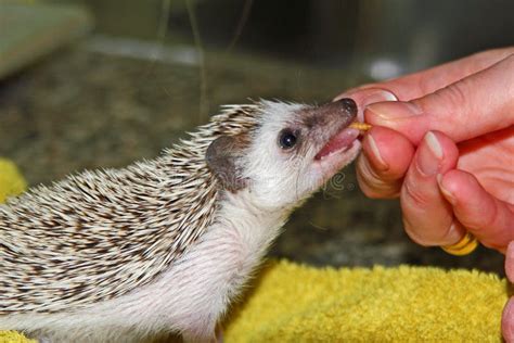 Hedgehog , African Pygmy Hedgehog Eating Stock Image - Image of spine ...