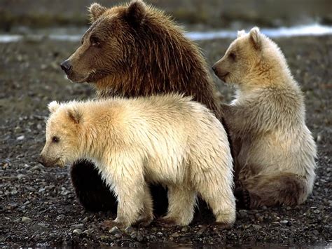 Wallpaper : wildlife, bears, Grizzly bear, cubs, brown bear, fauna ...