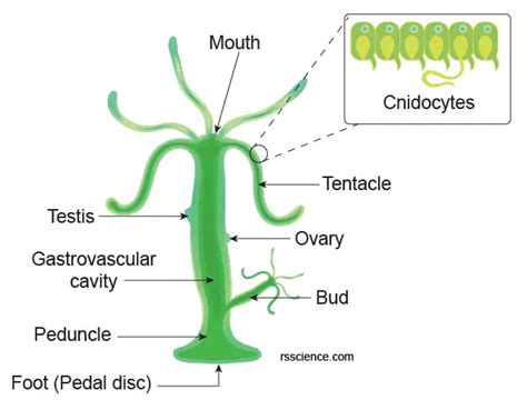 Hydra – Biology, Classification, Characteristics, and Reproduction