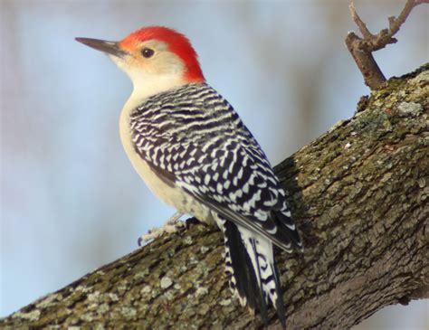 Gardening for Wildlife: Red-bellied Woodpecker