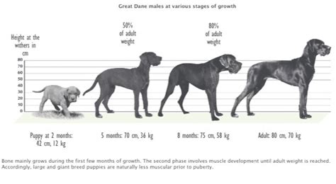 A Typical Great Dane Growth Chart - Great Dane k9