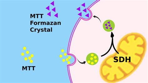 MTT Cell Viability Assay – Tribioscience