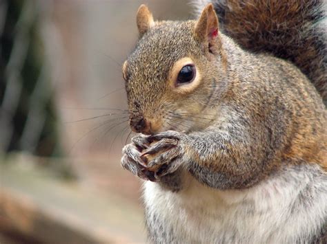 Squirrel | Free Stock Photo | Closeup of a squirrel eating a nut | # 4232