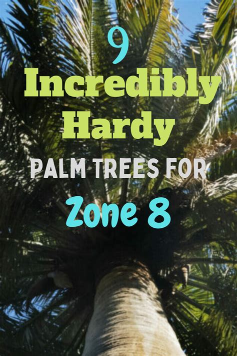 Hardy Palm Trees: Thriving in Zone 8's Challenging Climate