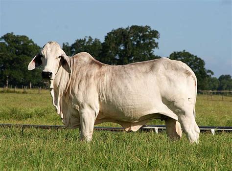 At Moreno Ranches you will find the best American Brahman cattle of the ...