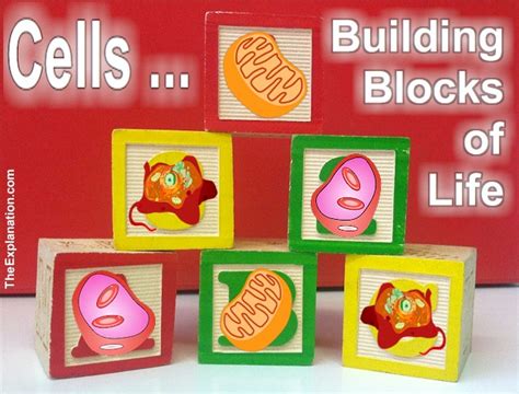 Blood Cells & All Cells, Blocks Build & Maintain Your Body