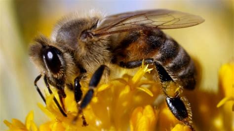 Attract bees to your garden with these colourful perennial plants | CBC ...