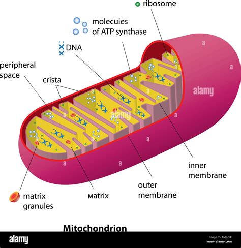 Structure mitochondrion organelle found in most eukaryotic cells Stock ...