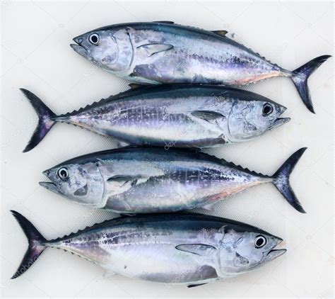 Bluefin four tuna fish Thunnus thynnus catch row — Stock Photo ...