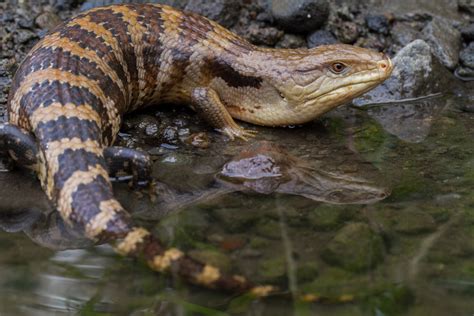 Blue-Tongued Skinks: Low Maintenance Pets - Earth.com