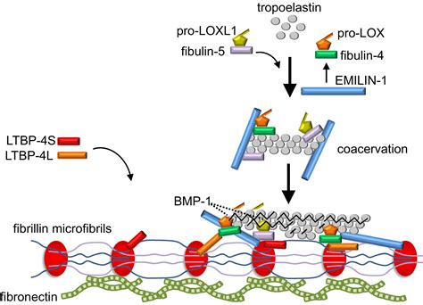 The fibrillin microfibril/elastic fibre network: A critical ...