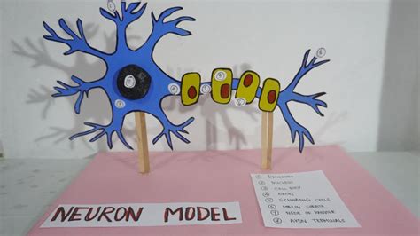 Neuron 3D model project | neuron structure model project | How to make ...