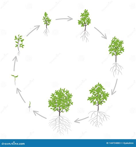 Tree Growth Stages. Vector Illustration. Ripening Period Progression ...