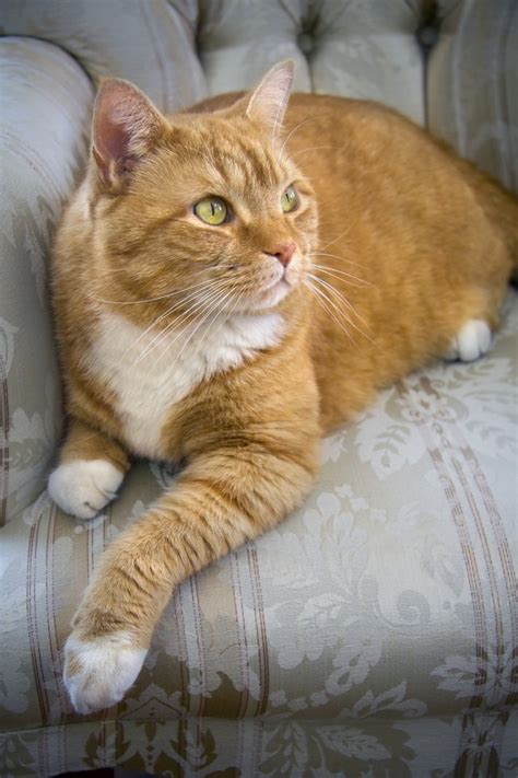 Facts on Orange Tabby Cats | Cuteness