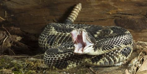 Timber Rattlesnake Facts and Pictures