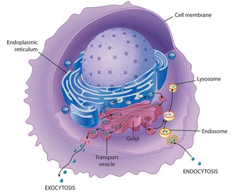 Membrane transport into and out of the cell | Learn Science at Scitable