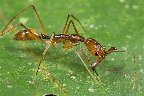 Ant Showing Large Mandibles Guyana Photograph by Piotr Naskrecki