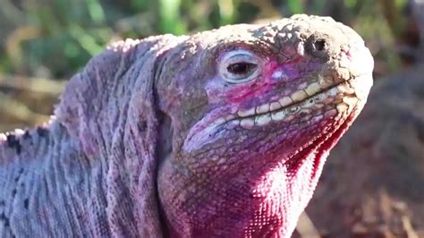 Pink Iguana Is One of the Rarest Creatures on Earth - YouTube