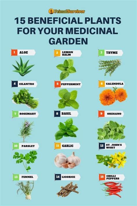 Top 15 Beneficial Plants for Your Medicinal Garden