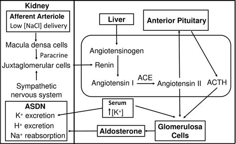 Frontiers | Aldosterone-Regulated Sodium Transport and Blood Pressure