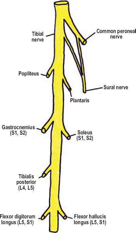 Tibial Nerve