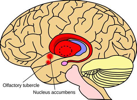 Striatum - Wikiwand