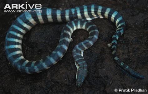 Beaked Sea Snake: Classification