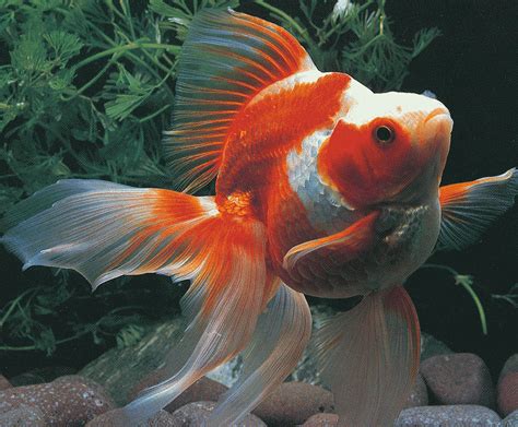 Goldfish Varieties: A Brief Look at Some of the Many Types | PetHelpful