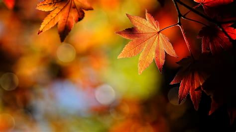 Wallpaper : sunlight, fall, depth of field, nature, red, plants, branch ...