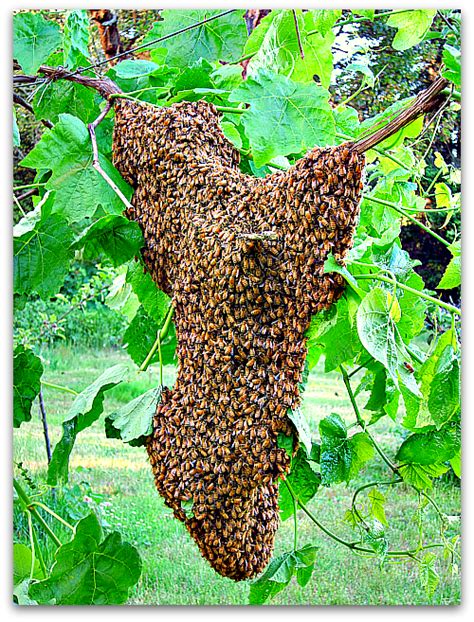 Bee Dazzling: What a Swarm of Bees Looks Like - Tall Clover Farm